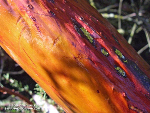 Glistening in the morning sun, the wet trunk of a manzanita glows in iridescent shades of orange and red, pink and purple.