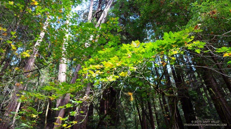 Bigleaf maple in the understory in Muir Woods National Monument.