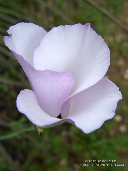 Catalina mariposa lily