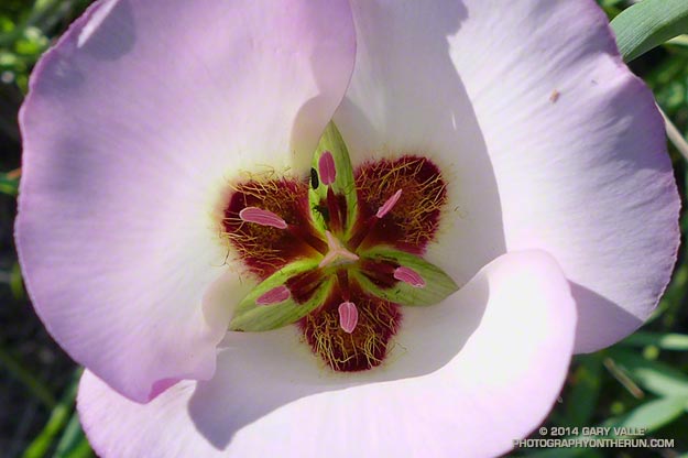 Symmetry of mariposa lily