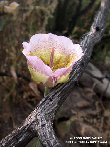 Plummer's Mariposa Lily (Calochortus plummerae).