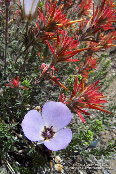 Mariposa lily (Calochortus invenustus) and Martin's paintbrush (Castilleja applegatei ssp. martinii) on the Vincent Tumamait Trail in the Chumash Wilderness, near Mt. Pinos.