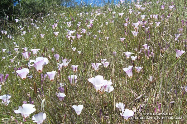 Mariposas