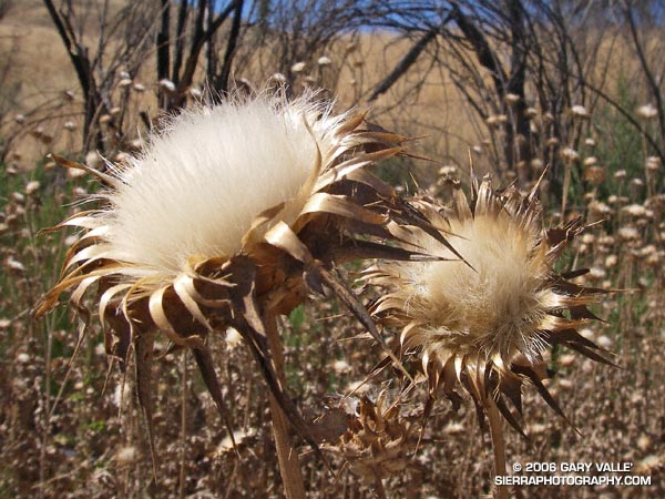 Milk Thistle (Silybum marianum) seed heads.