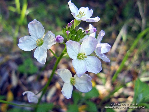 Milkmaids (Cardamine californica) along the Bulldog Motorway, in the Santa Monica Mountains.