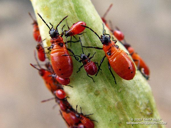 Immature large milkweed bugs (Oncopeltus fasciatus)