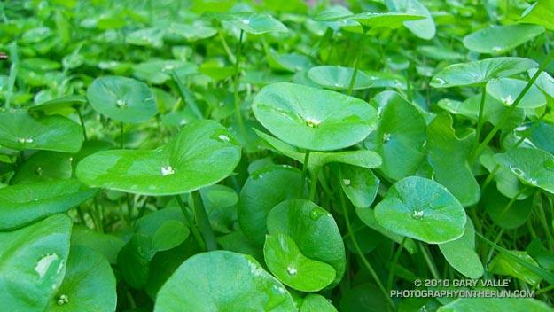 Miner's lettuce (Claytonia perfoliata)