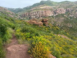 A wildflower-lined section of the Mishe Mokwa Trail near Echo Cliffs. (thumbnail)