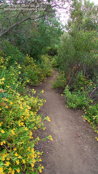 Bush monkeyflower along the Secret Trail.