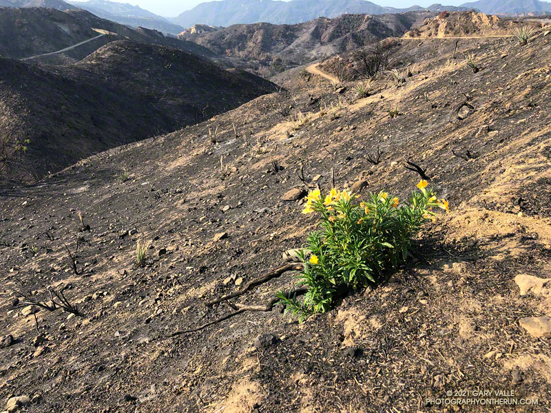 Monkeyflower blooming along Eagle Springs Fire Road in an area that was severely burned in the May 2021 Palisades Fire. August 15, 2021.