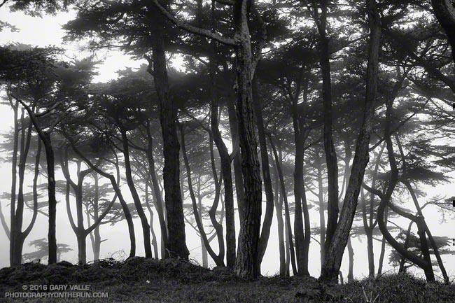 Monterey pines in Land's End Park