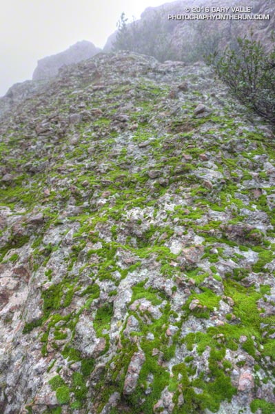 A patchwork of wet, bright green moss and gray-green lichen on the volcanic rock of Boney Mountain's Western Ridge. January 10, 2016.