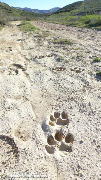 Mountain Lion Tracks on Rocky Peak Road