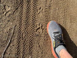 Mountain lion tracks along Sycamore Canyon Fire Road, Pt Mugu State Park (thumbnail)