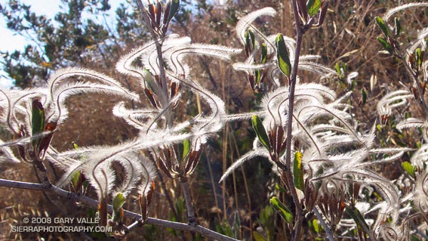 Plumed achenes of curl-leaf mountain mahogany (Cercocarpus ledifolius) on the Chumash Trail.