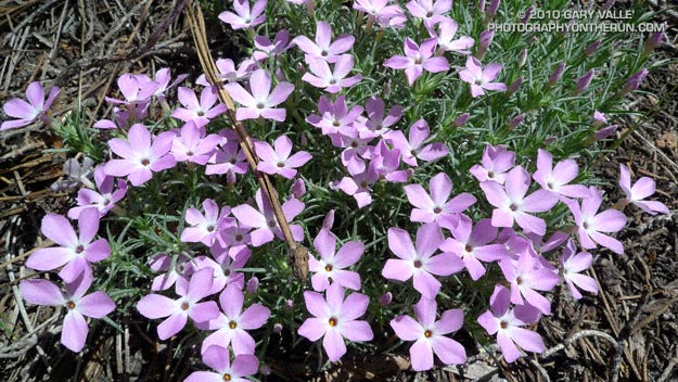 Mountain Phlox (Phlox austromontana)