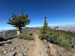 View WNW along Mt. Baden-Powell's west ridge. (thumbnail)