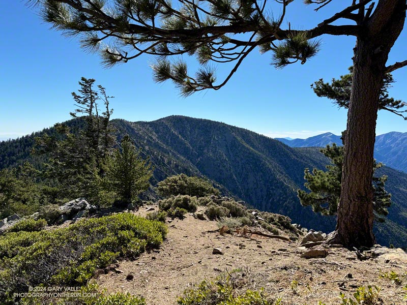 Mt. Baden-Powell from the PCT near Throop Peak.