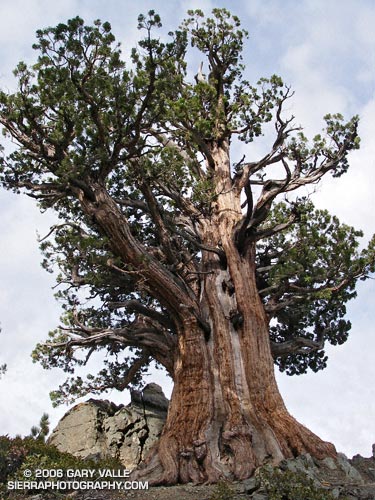 Ancient Sierra Juniper (Juniperus occidentalis var. australis) on the rocky slopes of Pine Mountain.