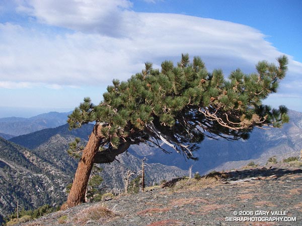 Wind-swept Jeffrey pine near Dawson Peak