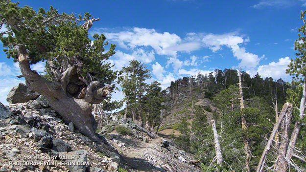 Pacific Crest Trail Near Mt. Burnham