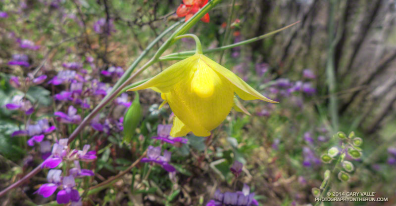 Mount Diablo fairy lantern