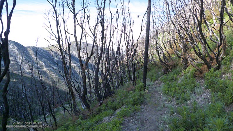 Burned section of the Mt. Disappointment Trail. Mt. Lowe and Truck Trail in the background. May 21, 2011.