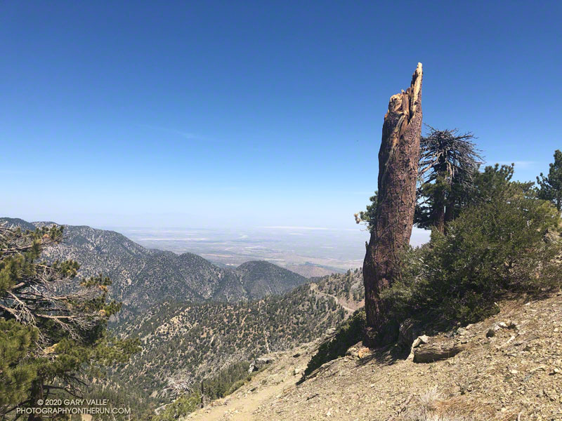 The Mt. Hawkins lightning tree, a lightning-scarred Jeffrey pine was broken by strong winds during the Winter of 2019-2020. Internal damage or wet snow or rime ice on its crown may have contributed to the failure. June 20, 2020.