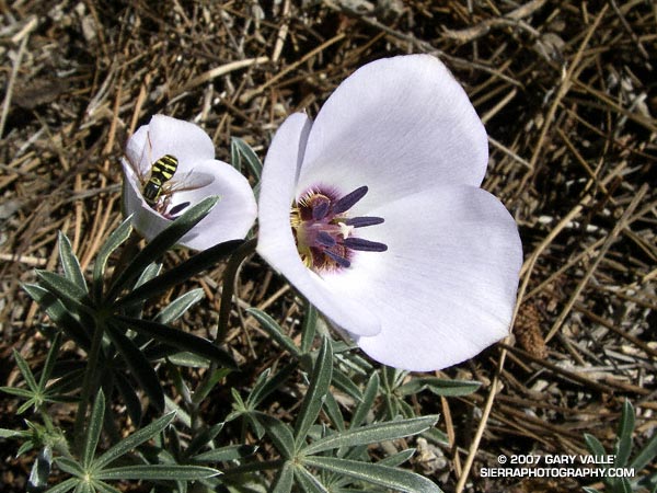 Mariposa lilies (Calochortus invenustus) blooming through the palmate leaves of a lupine at about 8500 ft., near Sawmill Mountain, west of Mt. Pinos.