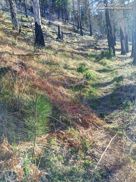 Pine seedling along the Mt. Waterman Trail