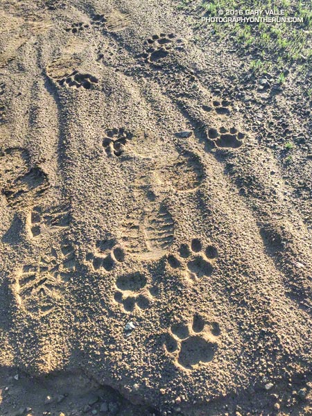 Mountain lion tracks on Temescal Ridge Fire Road #30, north of the Hub. March 12, 2016.