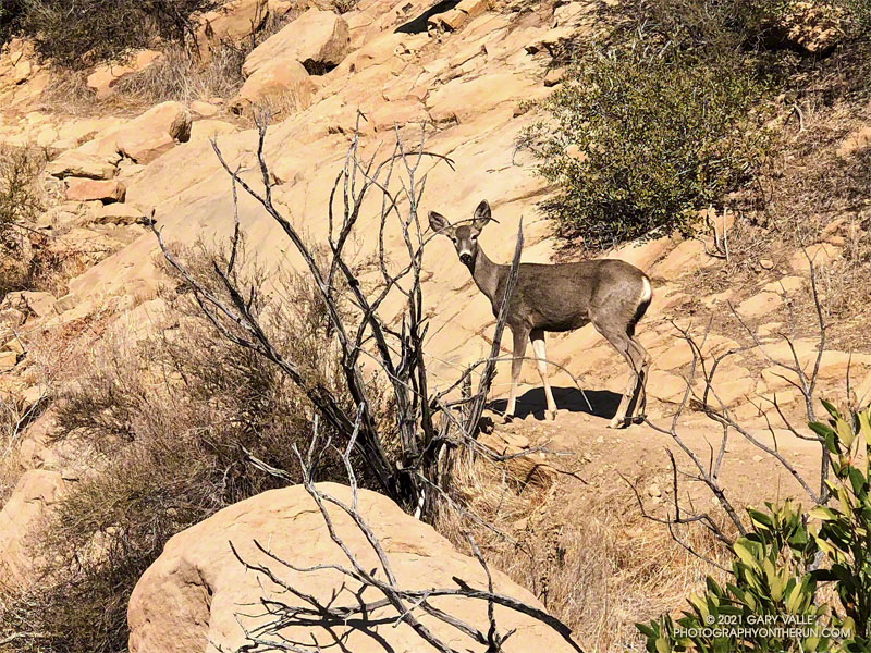 Mule deer on the Chumash Trail in Simi Valley