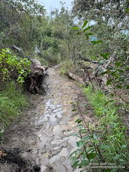 Wet and muddy section of the Musch Trail. February 2024. (Thumbnail)