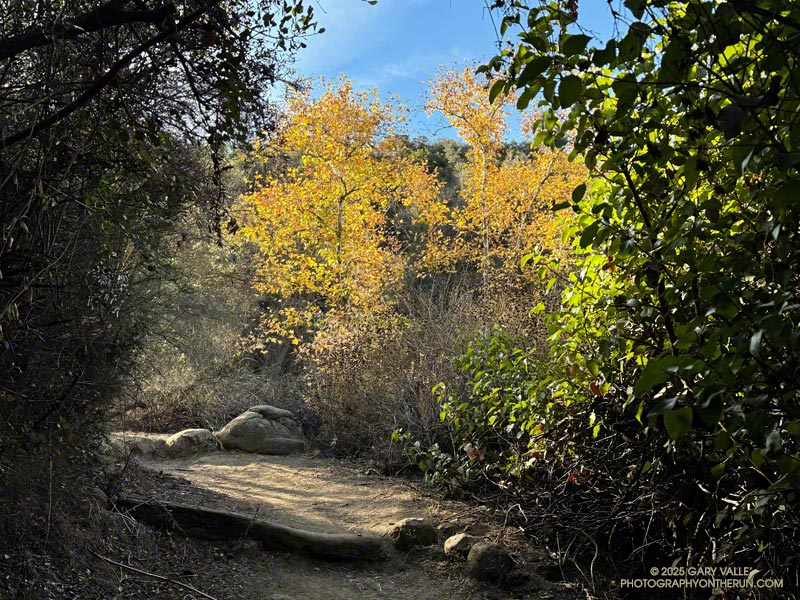 Fall color along the Musch Trail in January