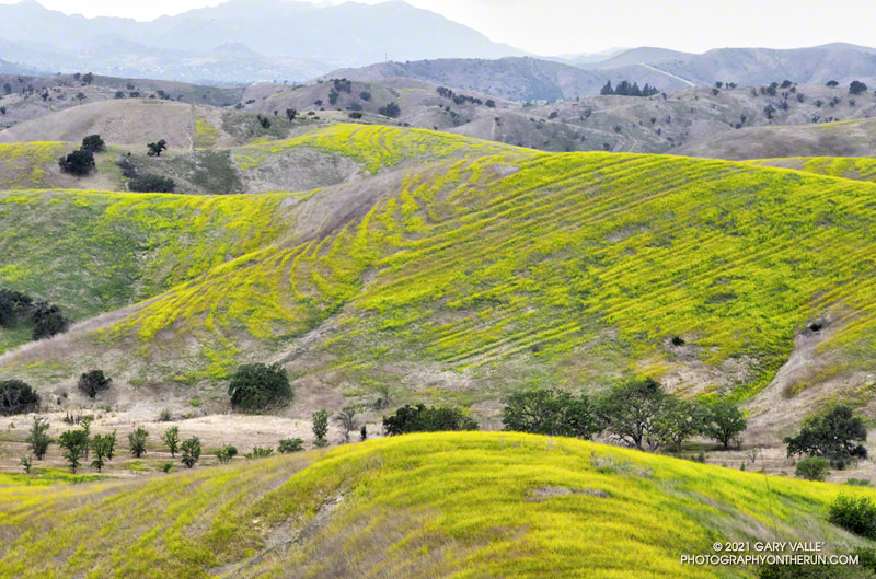 Mustard flowering in Cheeseboro Canyon reveals the underlying structure of a hill.