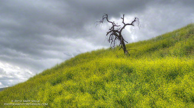 Brassica nigra in Upper Las Virgenes Canyon Open Space Preserve