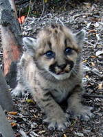 One of three mountain lion kittens found in May 2010 by National Park Service researchers in an area of the Santa Monica Mountains west of Malibu Creek State Park