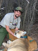 National Park Service Biologist Seth Riley and P1, the patriarch lion of the Santa Monica Mountains National Recreation Area lion study.