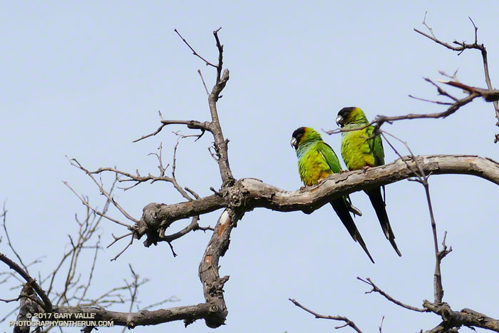 Black-hooded Parakeets (Nandayus nenday) in Big Sycamore Canyon