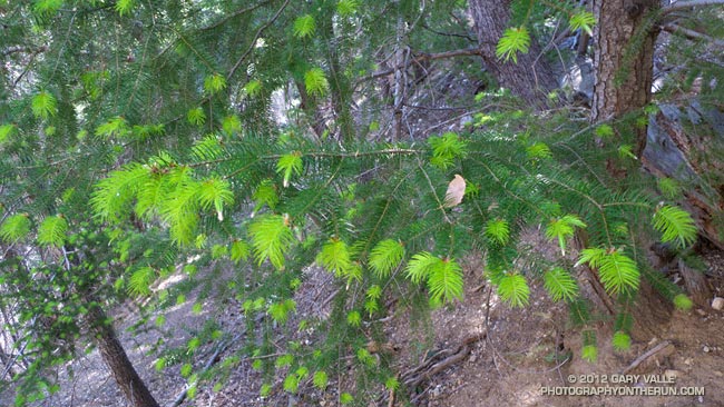 New growth on bigcone Douglas-fir