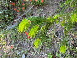 New growth on a bigcone Douglas-fir seedling. May 2024. (thumbnail)