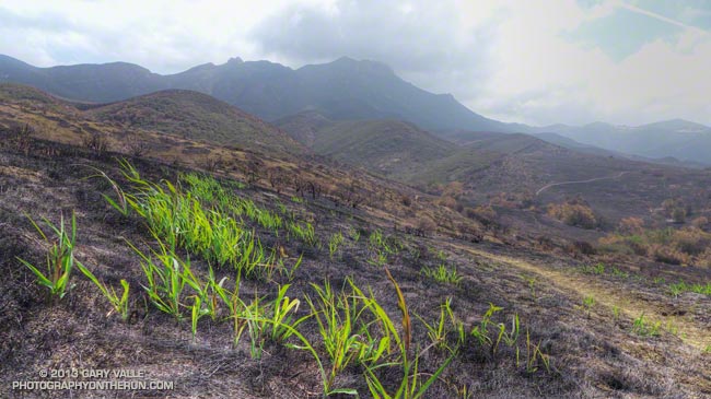 New growth in Pt. Mugu State Park following the Springs Fire