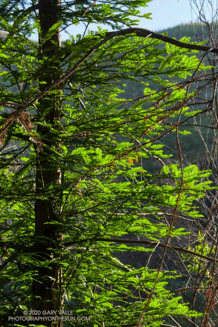 Substantial new growth on a young redwood along the Forest Trail near Century Lake in Malibu Creek State Park. The naturally-germinated tree lost its foliage in the Woolsey Fire. May 24, 2020.