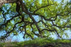 New leaves on a valley oak in East Las Virgenes Canyon. March 11, 2020.