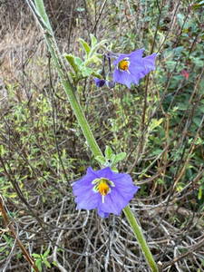 Purple nightshade along the Old Boney Trail (thumbnail)