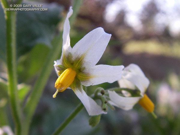 Douglas' nightshade (Solanum douglasii)