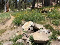 The North Fork Trail and small spring at Sheep Camp.