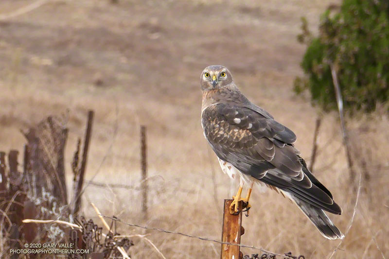 Male Northern Harrier on Lasky Mesa in Upper Las Virgenes Canyon Open Space Preserve