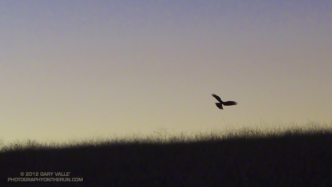 Northern harrier turning to strike prey