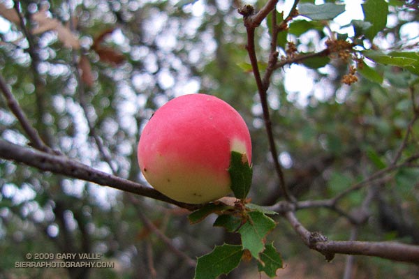 Scrub oak apple gall.